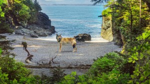 Phim Hòn đảo của sói biển - Island of the Sea Wolves (2022)